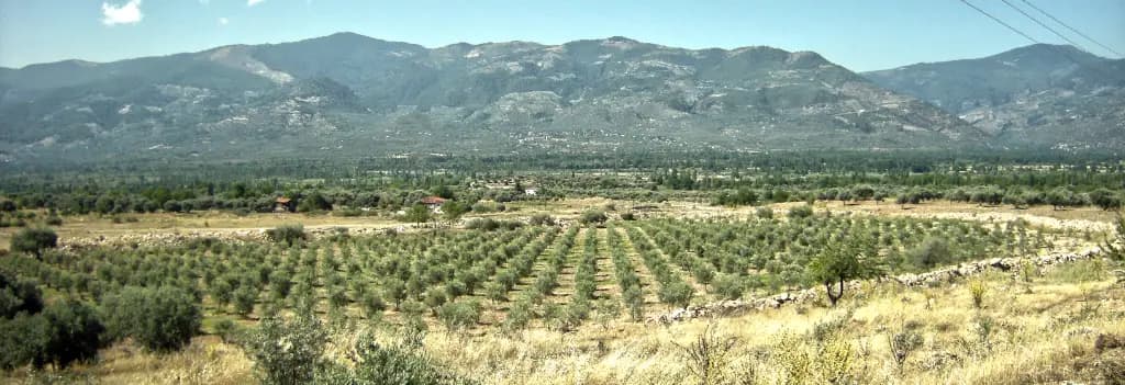 Anatolia Extra Virgin Olive Oil