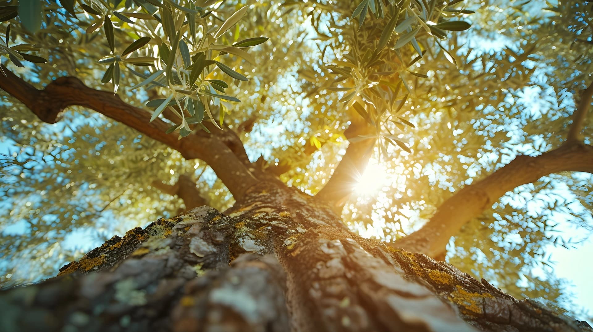 Sulama sistemi ve genç fideler